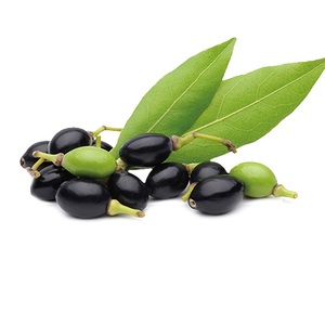 Huile essentielle de baies de laurier pure la plus vendue avec arbre à thé, distillée à la vapeur, approvisionnement en vrac - Product Image 1