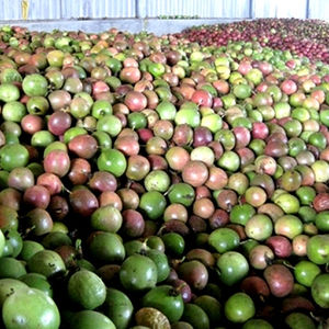 100% Organic <b>Fresh</b> Passion <b>Fruit</b> / Passion <b>Fruit</b> Water 2020 - Product Image 3