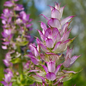 Aceite esencial de salvia natural pura 100%-Suministro al por mayor y a granel de exportadores indios, orgánico para usos multiusos - Product Image 6