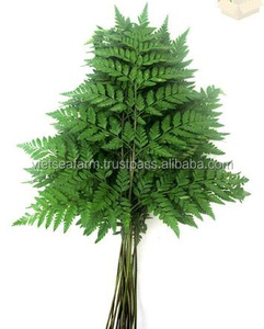 ¡Novedad! Hojas de Helecho Frescas Exportadas de Vietnam 2024 - Product Image 4