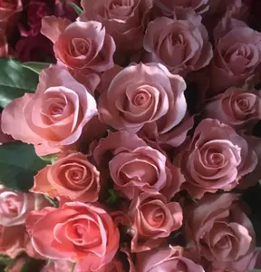 ROSE fresh flower best price