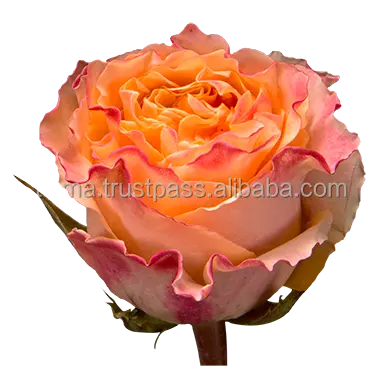 Orange frisch geschnittene Rosen Blumen aus Ecuador Langer Stiel viele Farben frisch