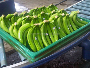 Banane japonaise verte, 2021 qualité, 1 pièce - Product Image 4