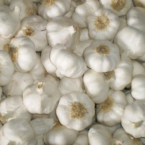 High Quality Fresh Style Pure White Garlic From China - Product Image 1