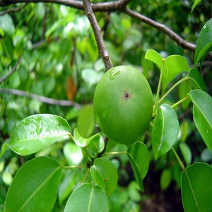 Extracto orgánico de alta calidad de Sapindus Mukorossi, polvo de saponina de soapberry certificado Halal disponible en envases de vidrio - Product Image 4
