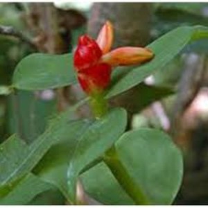 น้ำมันหอมระเหยจากราก100% บริสุทธิ์น้ำมันซายซูลาปป้าน้ำมันธรรมชาติผู้ส่งออกจำนวนมากและผู้ผลิตฉลากส่วนตัว - Product Image 4