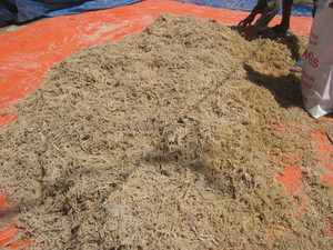 Fibre d'algues Eucheuma Cottonii séchées à l'air, couleur brune naturelle, ingrédient principal 100% algues, durée de conservation 12 mois - Product Image 6