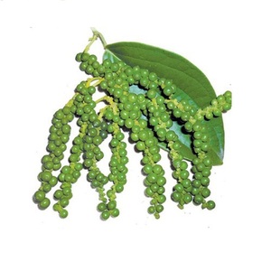 Pimiento Verde Fresco al Precio Más Bajo para Exportación - Product Image 1