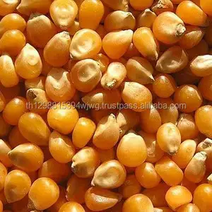 Yellow Maize/ Corn