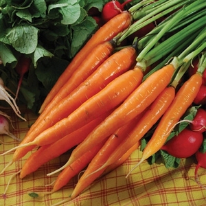 Zanahoria fresca/zanahoria congelada, alta calidad, el mejor precio - Product Image 2