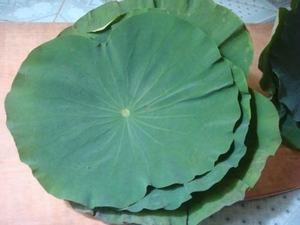 Lotus séché-sofia - Product Image 3