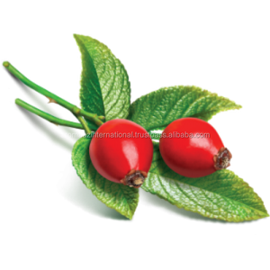 Fabricant indien Fournisseur d'huile de rose musquée pressée à froid sous forme liquide Tarifs compétitifs - Product Image 2