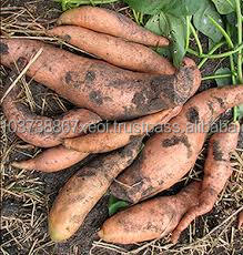Patata dulce - Product Image 3