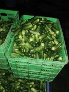 Sweet Cucumber <b>Pickle</b> Preserved in Salt Bulk Packaged Canned Beans Tomatoes Mushrooms - Product Image 3