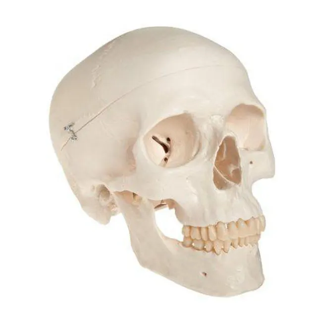 Adult PVC Plastic Skull Model for Teaching Resources