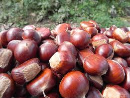 Castañas secas orgánicas Grado a Sudáfrica Venta al por mayor de castañas Kernel Gunny Bag Packaging - Product Image 2