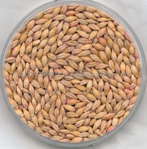 Malt d'orge de qualité supérieure en gros pour chevaux et bovins, 25 kg/sac, directement de l'usine d'Afrique du Sud à prix compétitif - Product Image 4