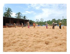 COCONUT <b>FIBER</b> WITH BEST PRICE FROM VIETNAM - Product Image 6