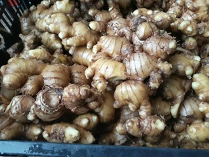 Gừng Tươi/Gừng Khô - Product Image 3