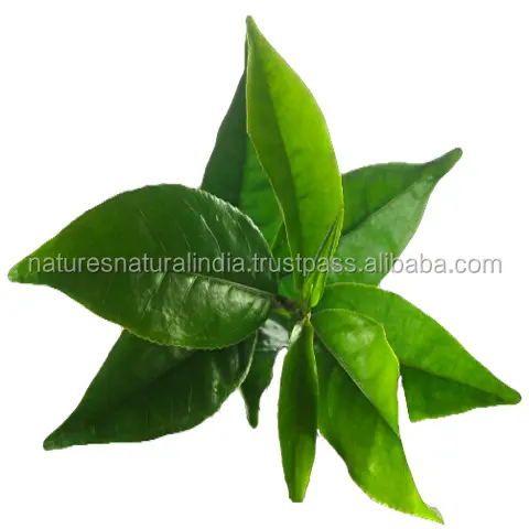 Naturen Natuurlijke India Ontvangt Online Bestelling Voor Tea Tree Etherische Olie Levering Of Bulk Export In Redelijke Tarieven