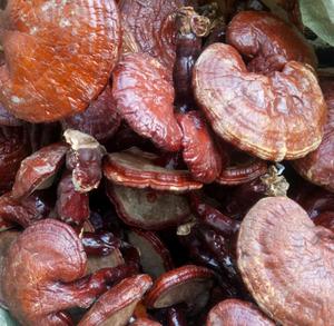 야생 <span class=keywords><strong>Ganoderma</strong></span>에서 Ling Zhi 건조 원시 루시드 <span class=keywords><strong>ganoderma</strong></span> 차 음식 보충 교재를위한 <span class=keywords><strong>Lucidum</strong></span> Karst - Product Image 4