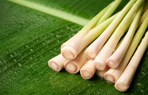 Citronnelle séchée de haute qualité pour l'exportation, offre spéciale - Product Image 2