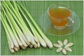 Herbe citron séché de ml, meilleure qualité - Product Image 5