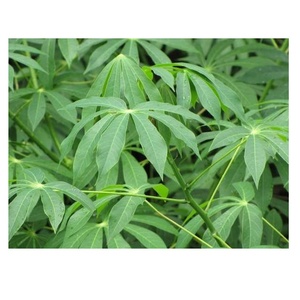 Proveedor yuca tapioca congelada/mandioca congelada - Product Image 1