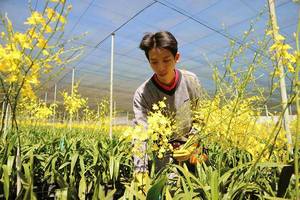 Fleur d'orchidée fraîche / Oncidium Gower Ramsey 'Pure Yellow' Oncidesa - Product Image 3