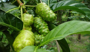 Poudre de Noni - Morinda 100% Naturelle/ Poudre de fruit de Noni du Vietnam - Product Image 6