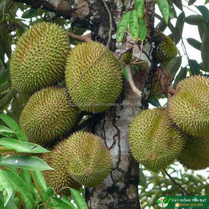 DURIAN FRESCO / ALTA CALIDAD / FRUTA VIET DELTA VIETNAM / MS. Holiday 2kg 25-35cm - Product Image 4