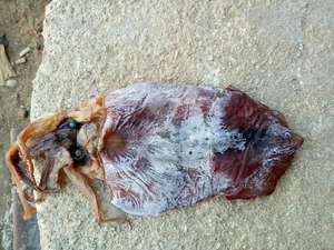 Nouvelle saison de pêche au calmar en 2025 au Vietnam // Calmar noir séché // Mme Beatrix - Product Image 5