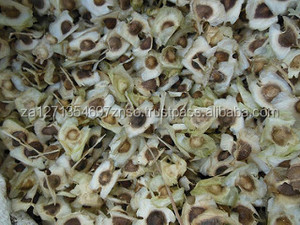 เมล็ดพันธุ์มะรุมขายได้เมล็ดมะรุมจำนวนมากราคาดีที่สุด - Product Image 2