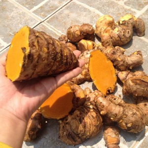 Cúrcuma fresca y seca para alimentos 2024 - Product Image 1