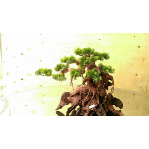 Produits spéciaux-bois flotté d'aquarium de bois flotté de bonsaï du Vietnam pour des grossistes - Product Image 5