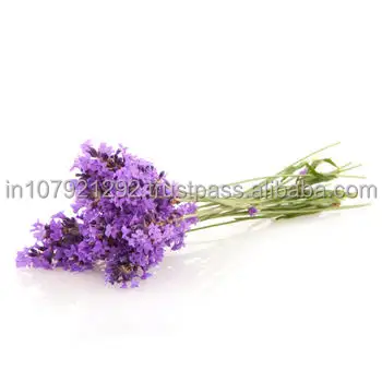 High Quality 100% Pure Lavender Essential Oil from India at Wholesale Price