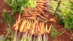 แครอทสด/ผักแครอทสด - Product Image 6