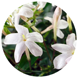Hydrolat de jasmin artisanal en vrac, eau florale 100% pure, certifiée GMP, distillée à la vapeur, spécialité indienne, fabriquée à partir de fleurs - Product Image 3