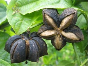 น้ำมันสกัดเย็นจากเวียดนามผู้ผลิต Sacha Inchi - Product Image 5