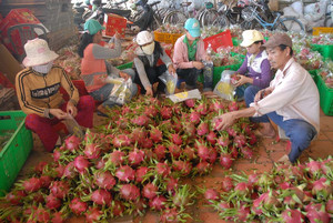 SOBRE CULTIVO FRUTA DRAGÓN FRESCA-ORIGEN DE VIETNAM - Product Image 5