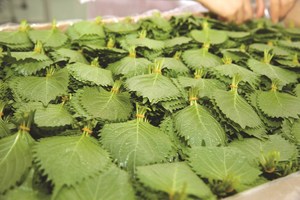 Precio Competitivo, Suministro al por Mayor de Hojas Secas de Shiso-Perilla Frutescens Frescas y Secas, Estilo Vietnamita - Product Image 4