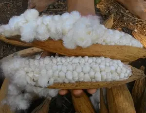 Fibra de Kapok 100% Natural al por Mayor, Fibra Cruda Ecológica para Almohadas Ecológicas - Product Image 1