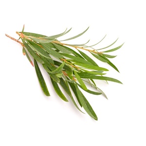 Australie Cajeput & Tea Tree Huile Essentielle Pure OEM/ODM Aromathérapie 20ml pour Diffuseur Humidificateur - Product Image 3