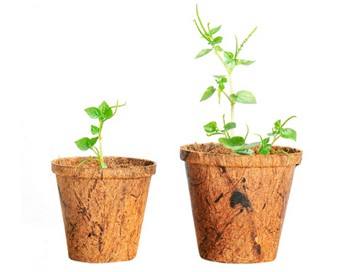 สีน้ำตาล