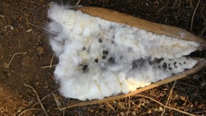 HOT SALE HIGH QUALITY KAPOK FIBER BEST SELLING PRODUCT 2021// Ms. Rachel: +84896436456 99 Gold Data - Product Image 6