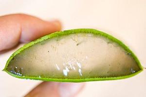 JALEA DE VERA fresca/Cubos de ALOE VERA fresca/dados de aloe vera - Product Image 2