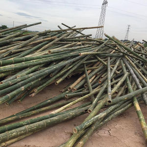 Renewable Whole <b>Bamboo</b> Poles Natural <b>Raw</b> <b>Materials</b> - Product Image 1