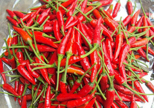 VIETNAM biber/parça/en iyi fiyat delik yıl dondurulmuş - Product Image 6