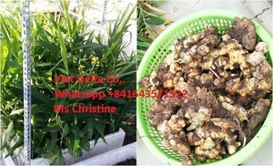 ราคาต่อตันของขิงสดจากเวียดนาม - Product Image 5