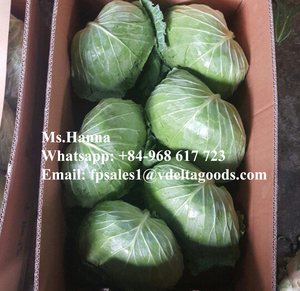 Repollo Verde Natural del Delta de Vietnam, Entero/En Rodajas, Seco, Caja de 10 kg - Product Image 6